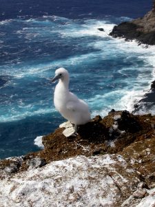 image of a young brown booby