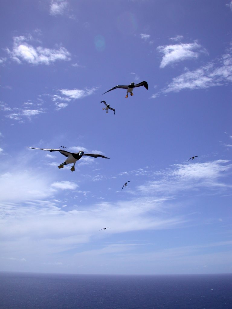 image of a flock of brown boobies flying