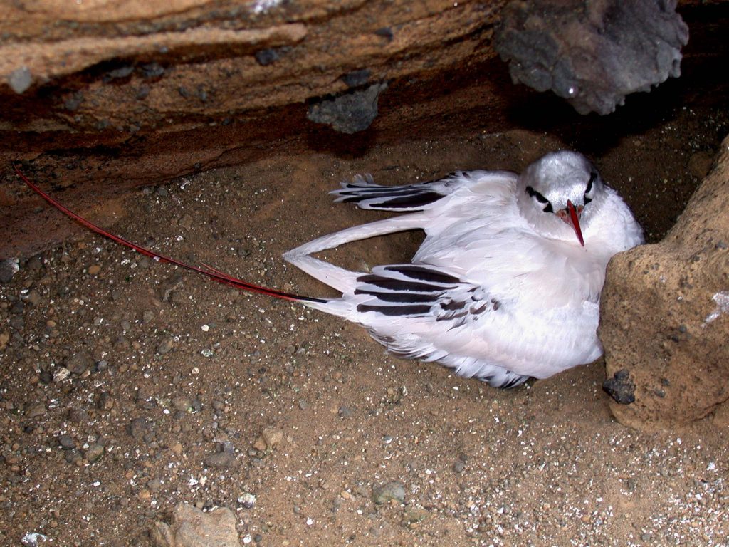 image of a red-tailed tropicbird