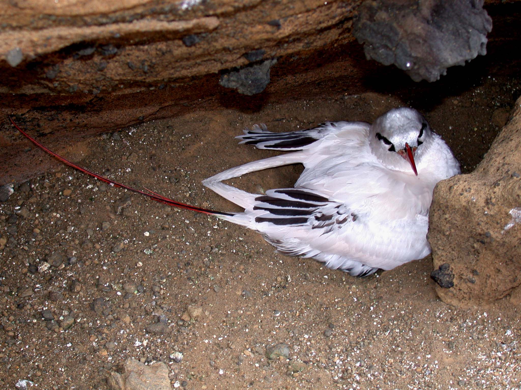 image of a red-tailed tropicbird