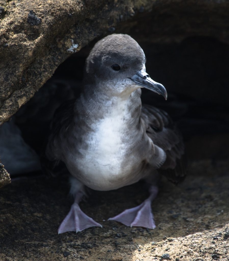 image of wedge-tailed shearwater