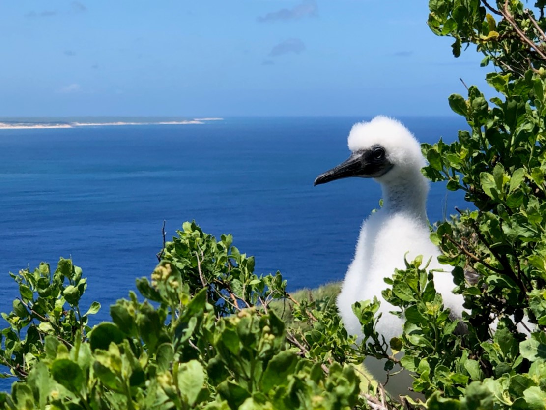 image of a juvenile red-footed booby