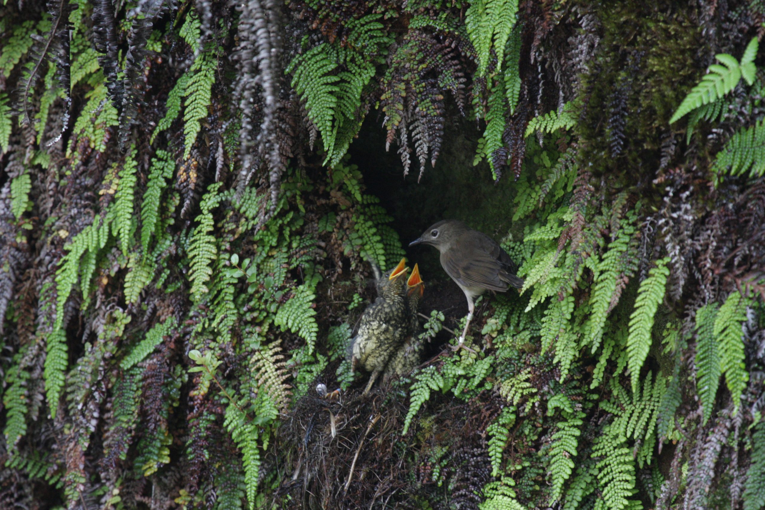 image of puaiohi feeding two chicks.