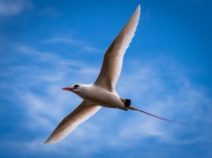 image of red-tailed tropicbird