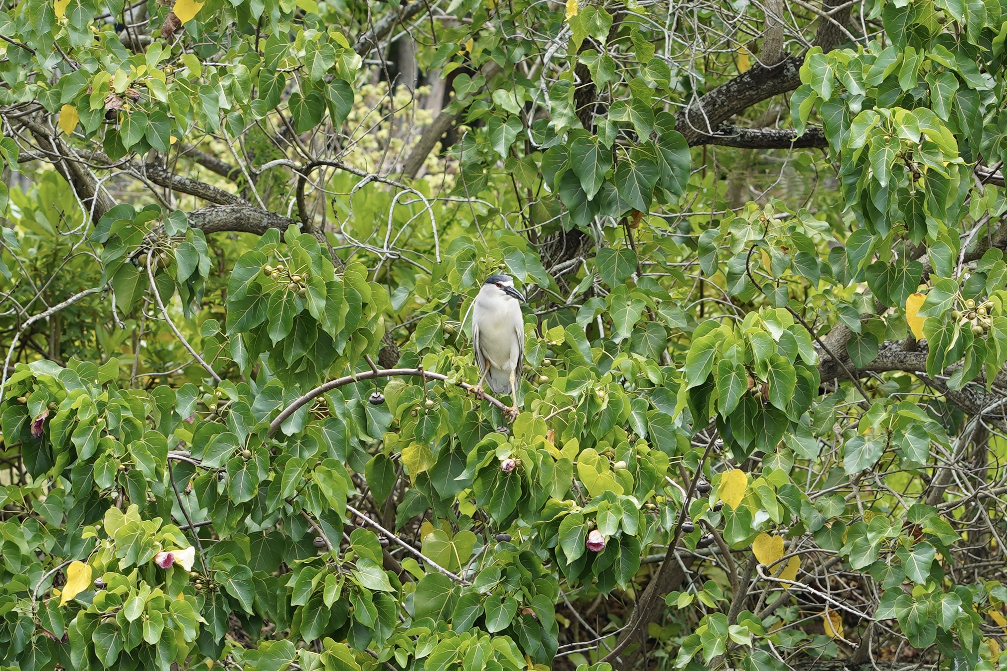 image of aukuu