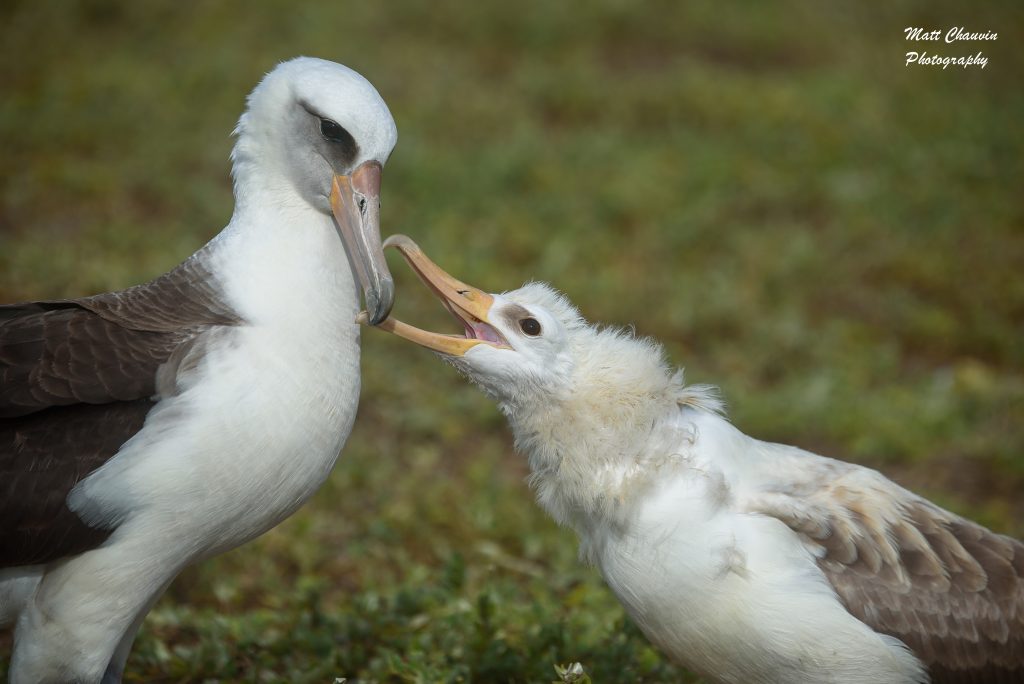 image of adult and juvenile laysan albatross