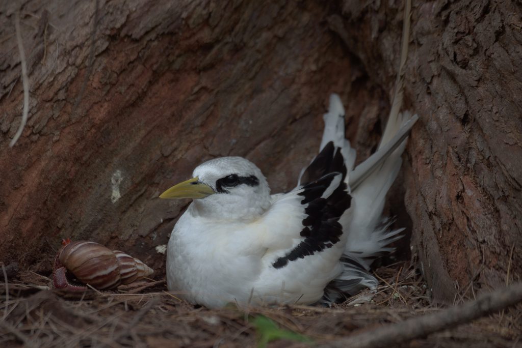 image of white-tailed tropicbird