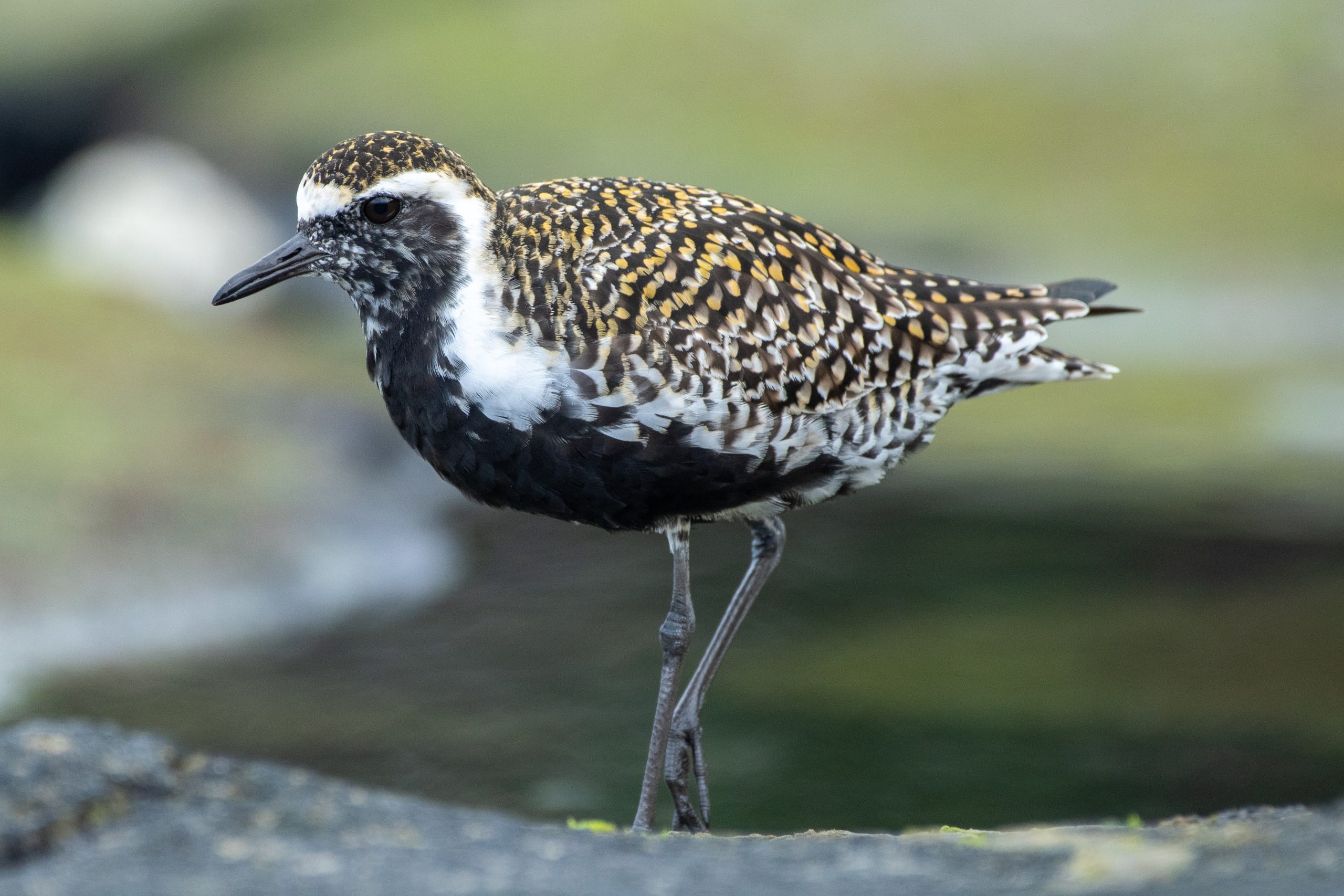 image of kolea in winter plumage