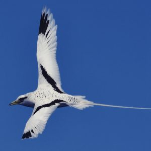 image of white-tailed tropicbird