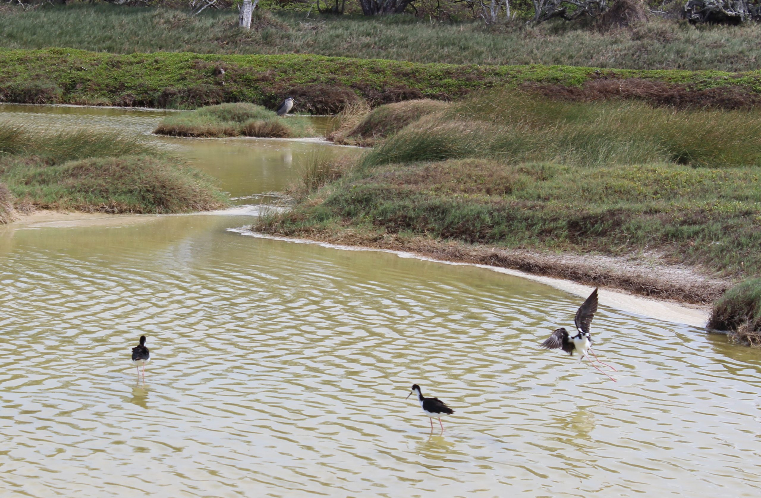 image of hawaiian stilts and heron.