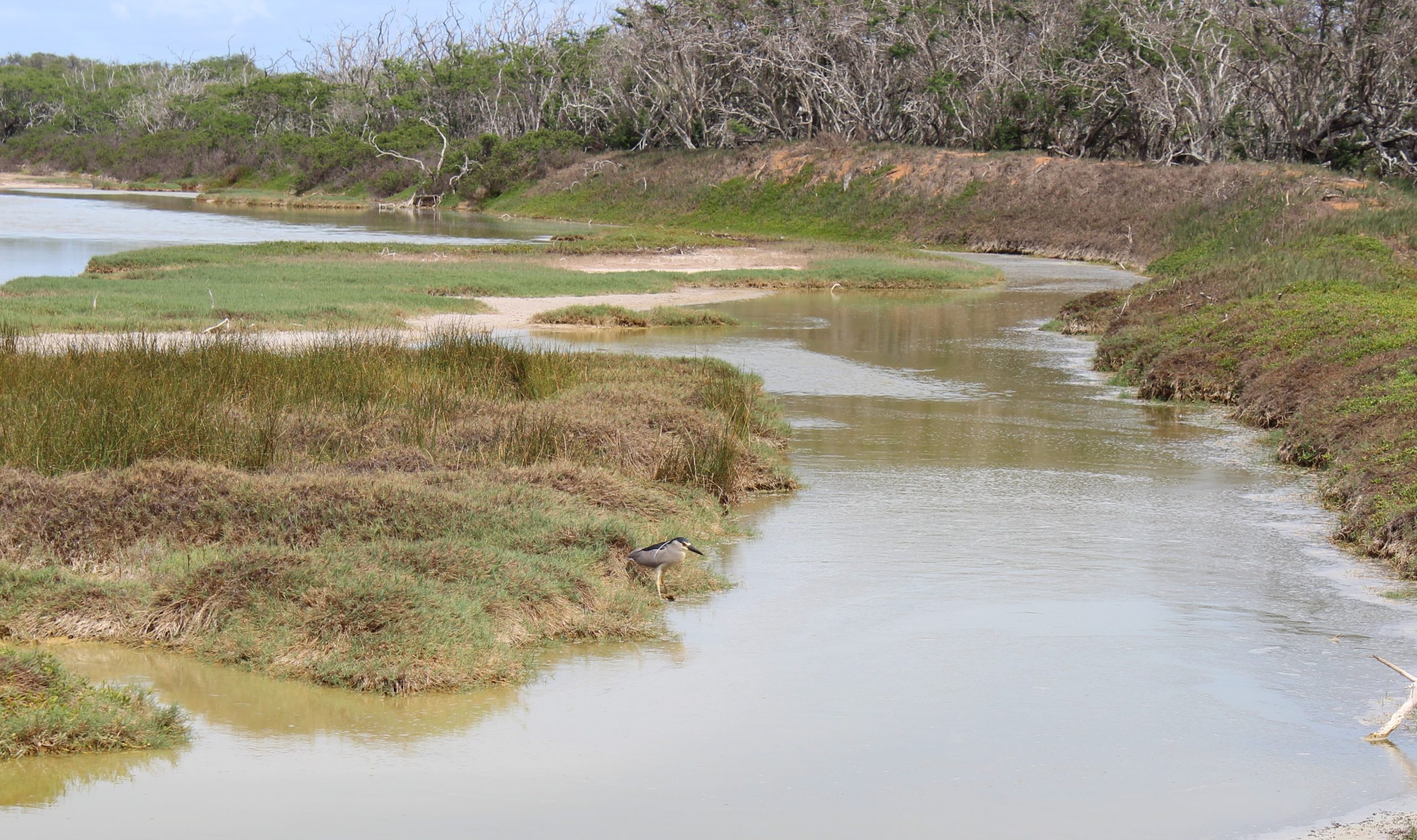 image of aukuu at kanaha pond