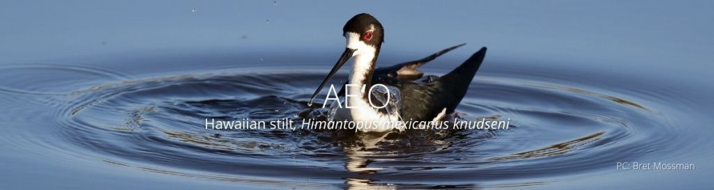 Webpage header of aeo