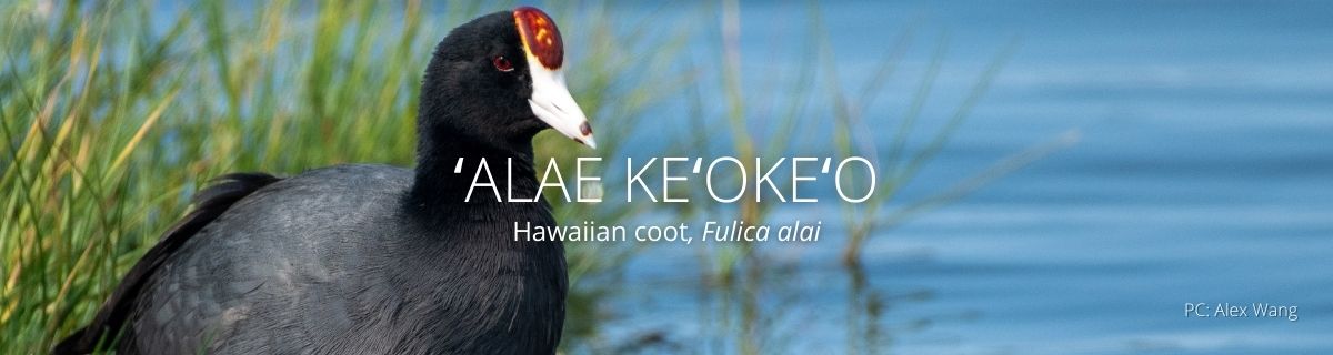 webpage header of alae keokeo