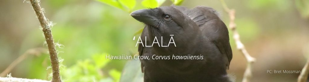 webpage header of alala