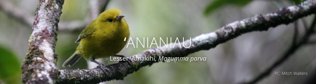 webpage header of anianiau