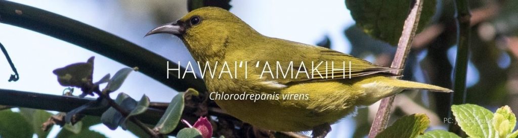 webpage header of hawaii amakihi