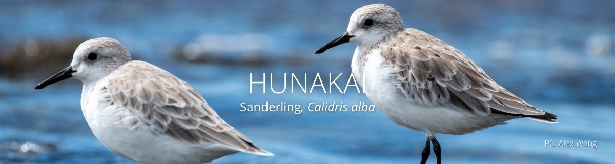 webpage header of a pair of Hunakai
