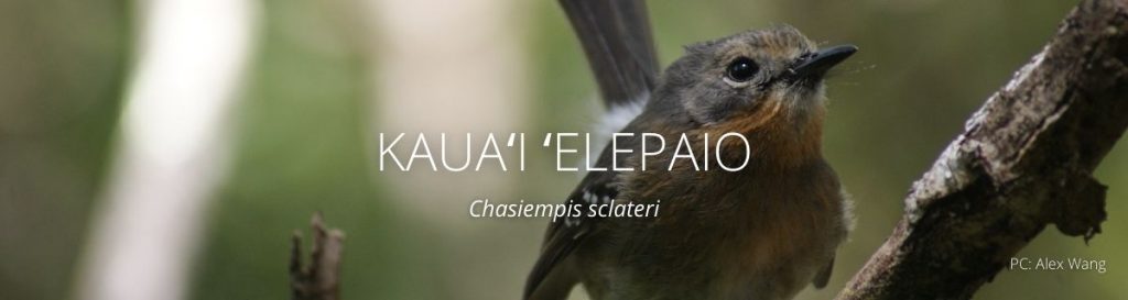 webpage header of kauai elepaio 