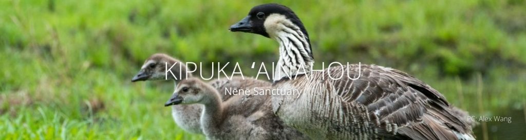 webpage header for kipuka ainahou nene sanctuary