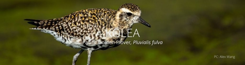 Webpage header of Kolea