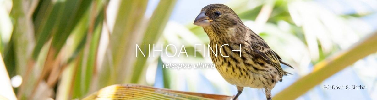 webage header of a nihoa finch