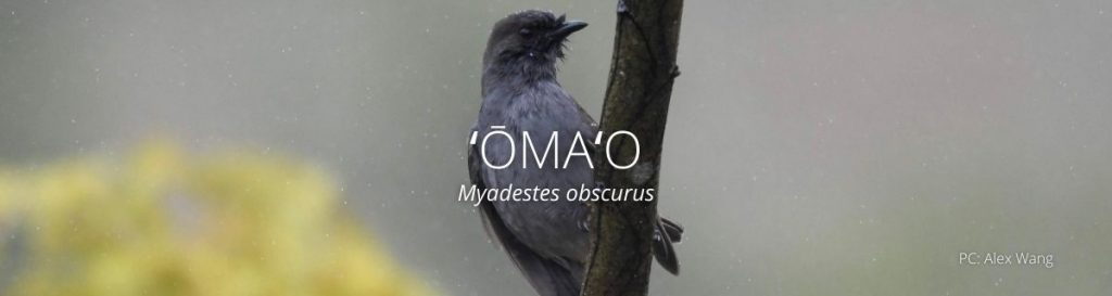 Webpage header of omao