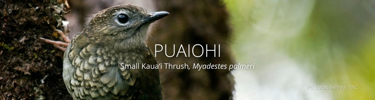 webpage header of puaiohi
