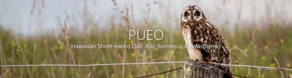 webpage header of pueo