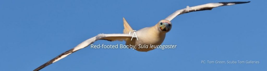 webpage header of red-footed boobie
