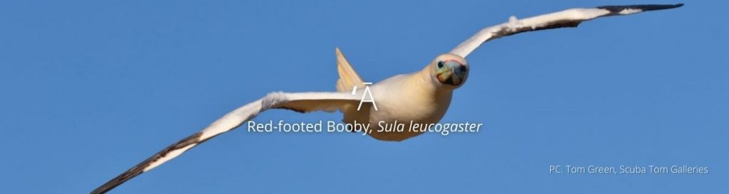 Red-Footed Booby, the Smallest of their Kind