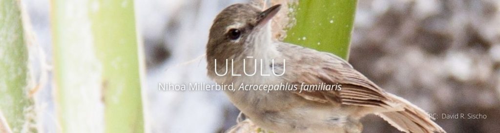webpage header of nihoa millerbird or ululu