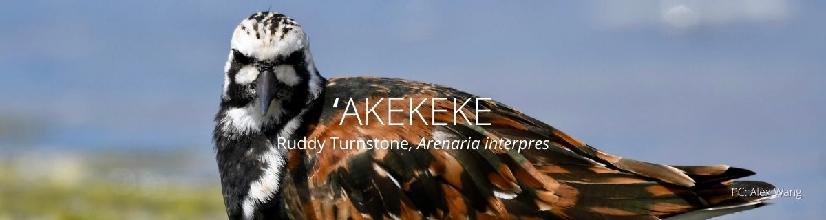 webpage header of akekeke