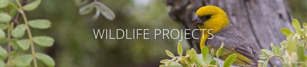 An image of a palila with the words Wildlife Projects