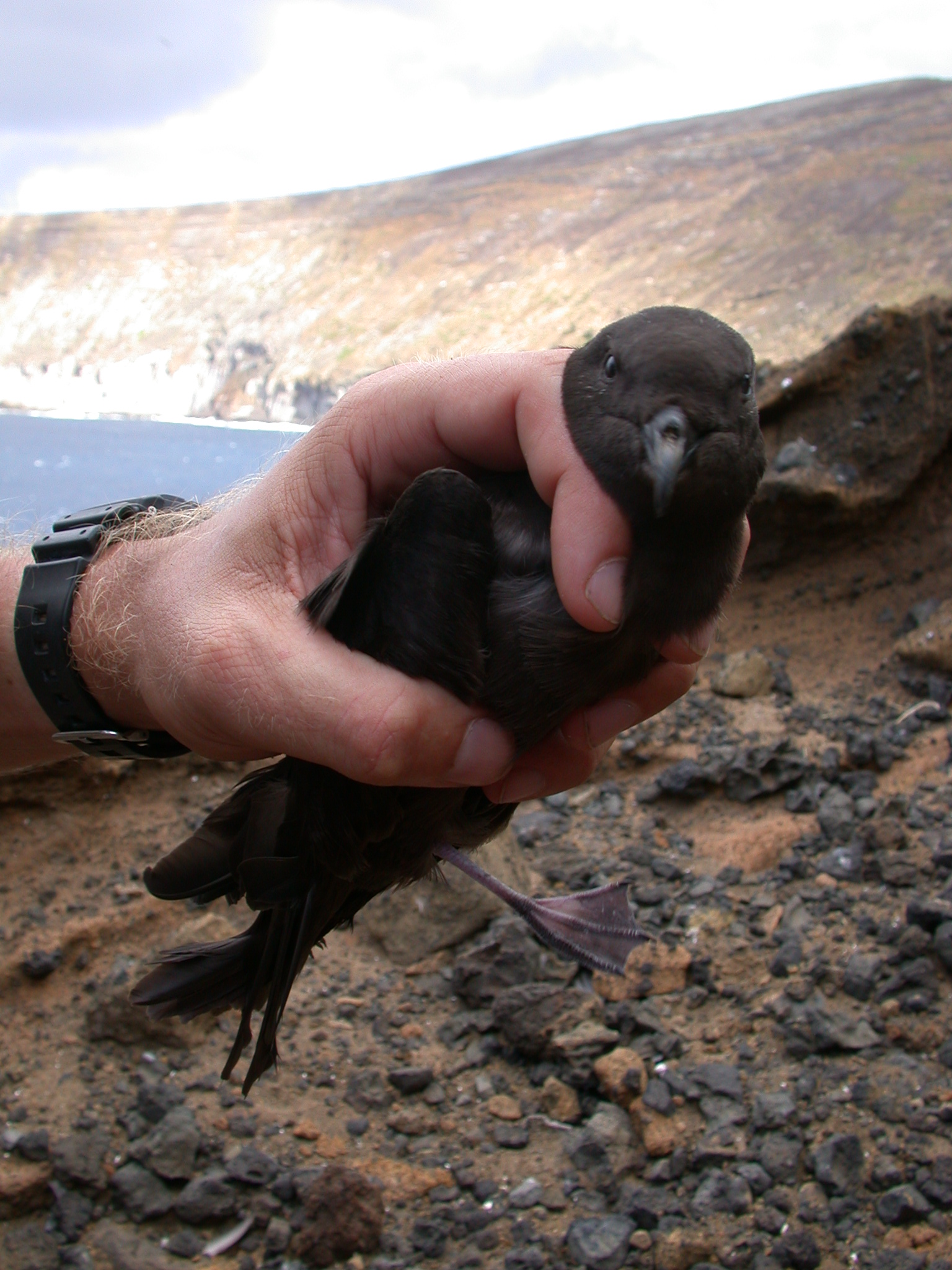 image of bulwers petrel