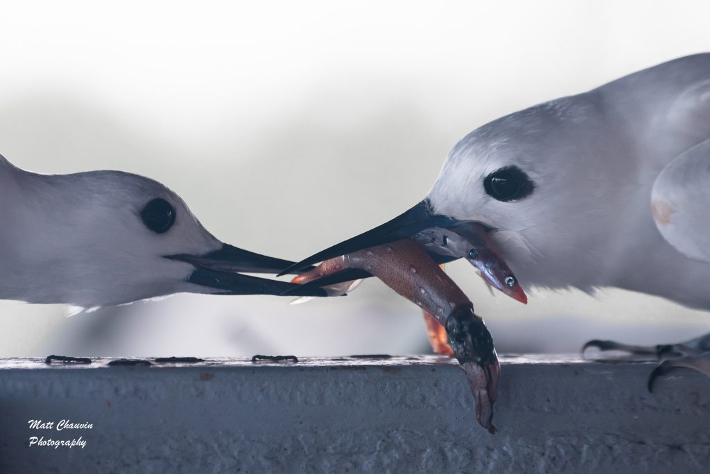 image of two white tern fighting for food