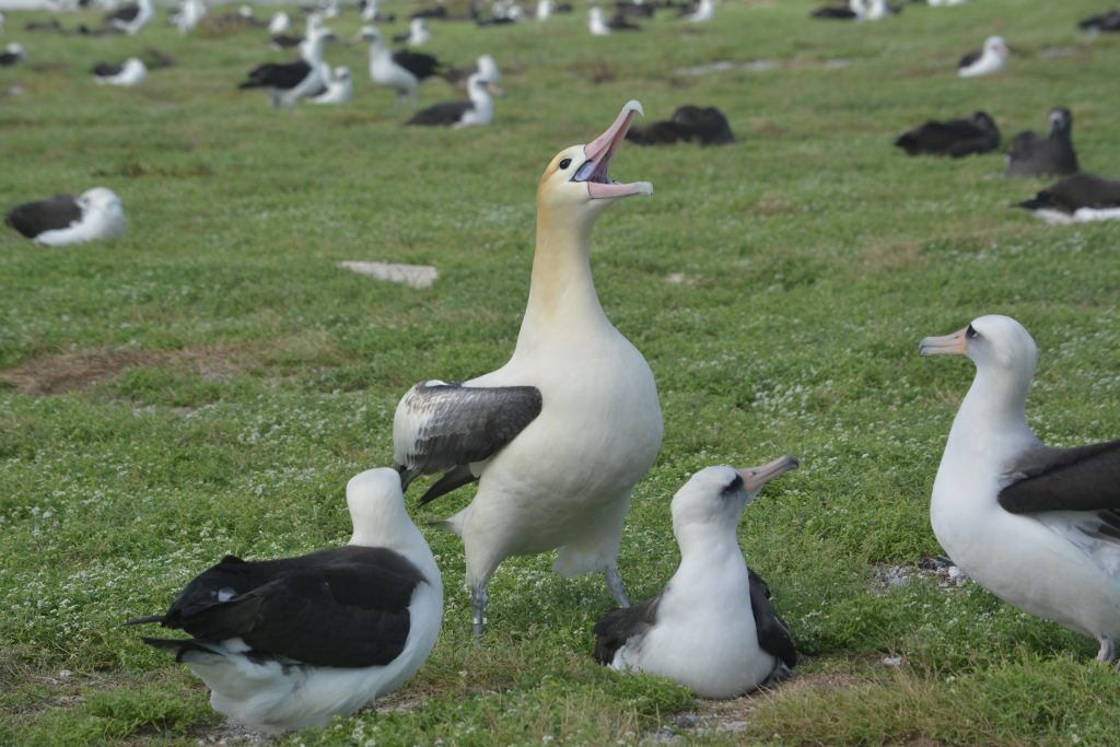 image of short-tailed albatross around laysan albatrosses