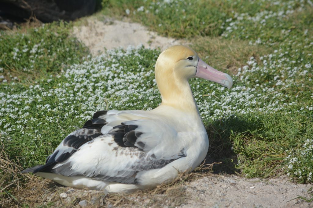 image of short-tailed albatross