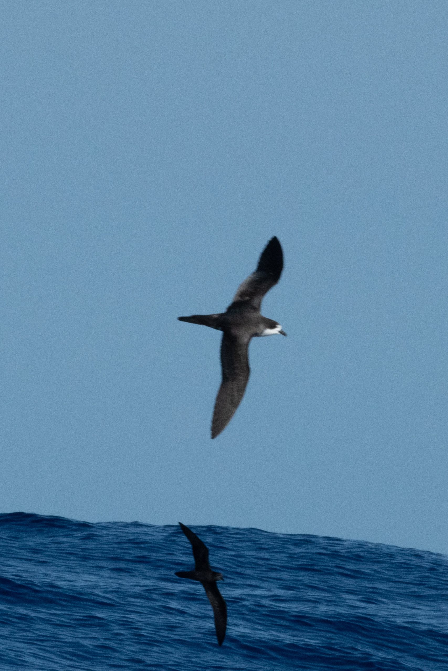 image of uau or hawaiian petrel