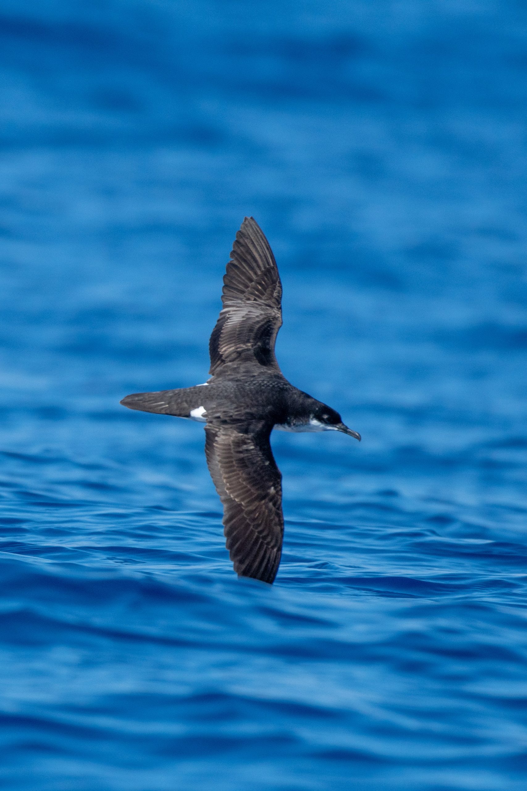 image of ao or newells shearwater
