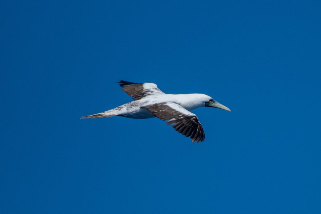 image of masked booby flying