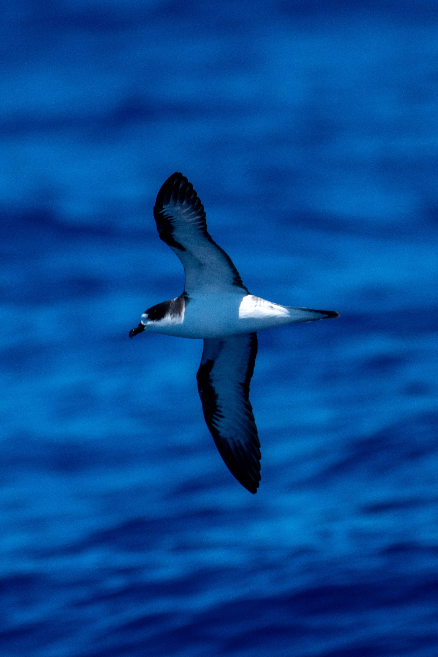 image of uau or hawaiian petrel