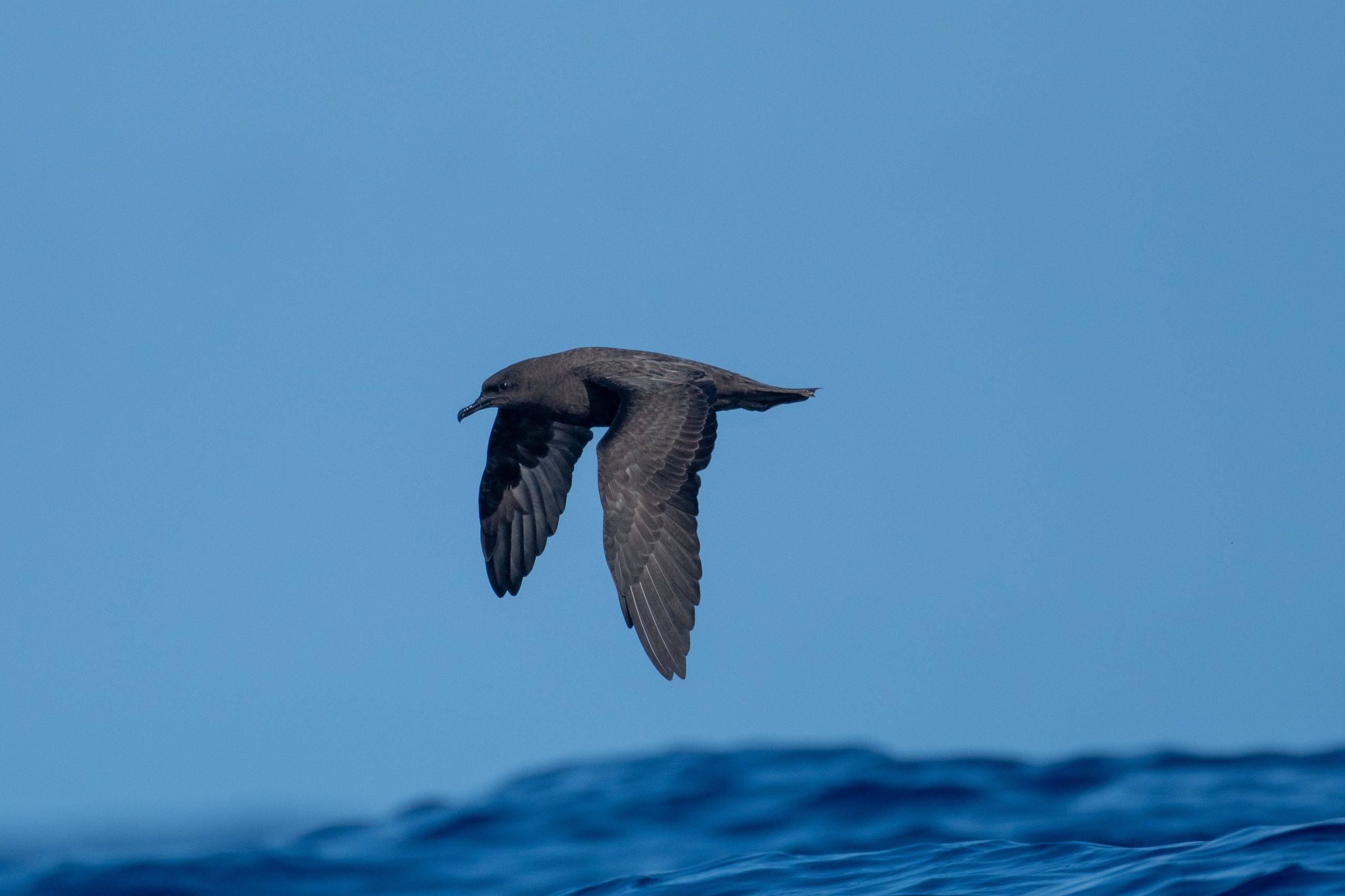 image of christmas shearwater