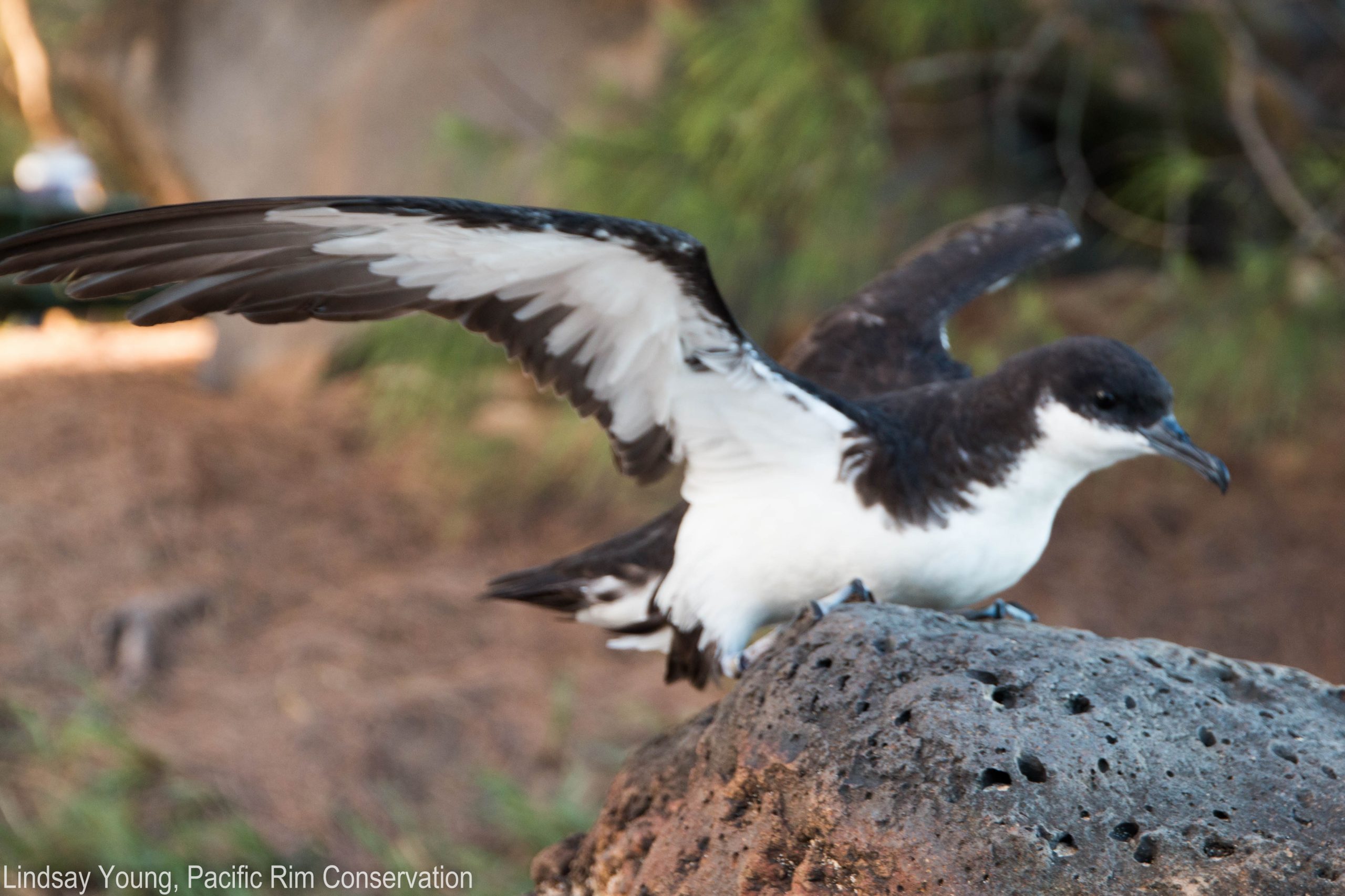 image of ao or newells shearwater