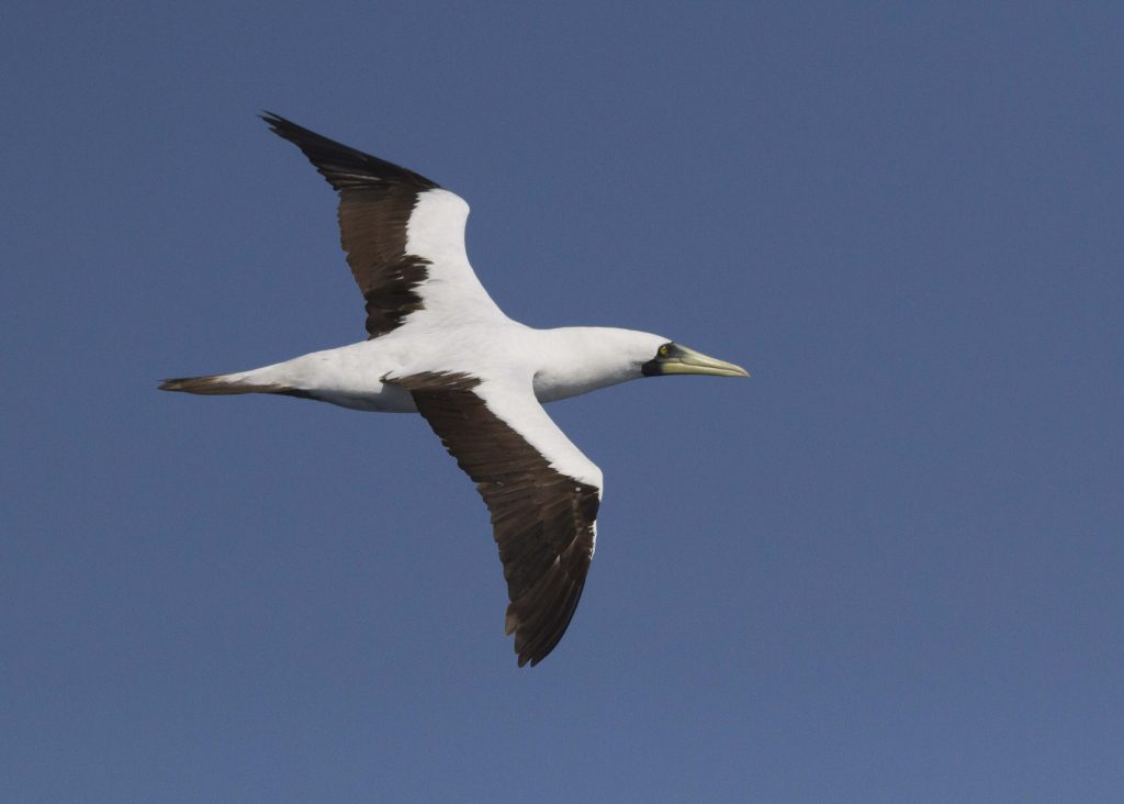 image of masked booby flying