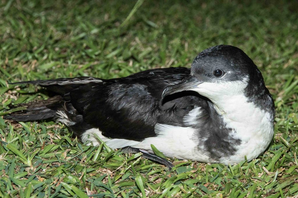 image of ao or newells shearwater