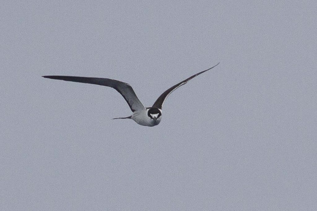 image of ewaewa or sooty tern