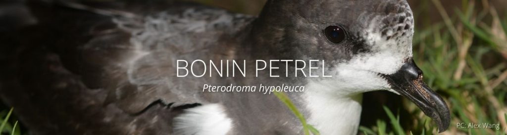 webapge header of bonin petrel