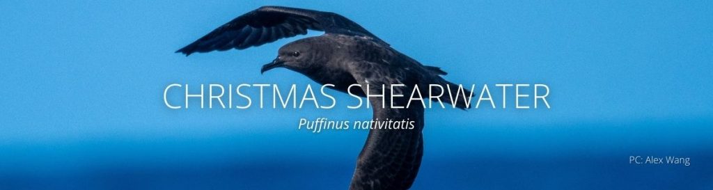 webpage header of christmas shearwater