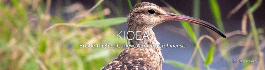 webpage header of kioea