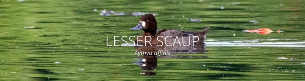 webpage header of lesser scaup